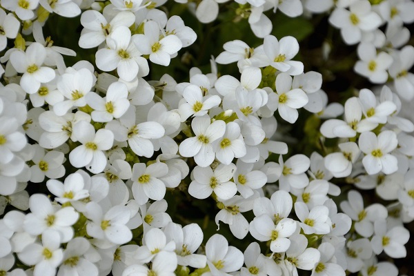 Цветик-семицветик из "Белого Сада"