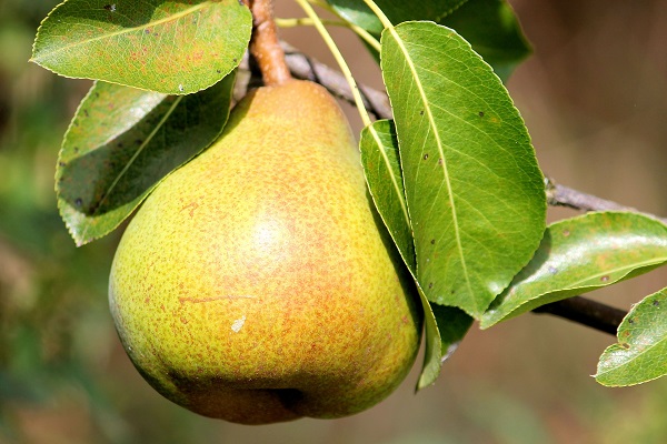 Самым популярным фруктовым деревом является яблоня, но как же груша?