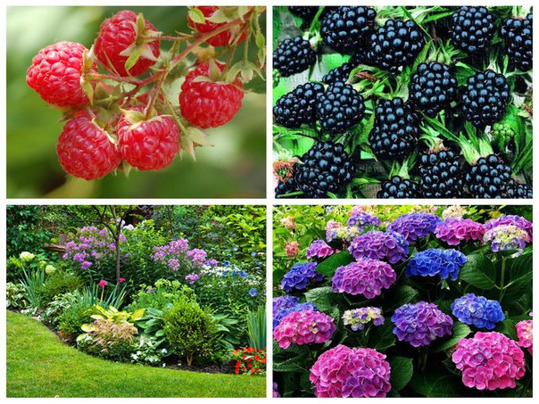 "Садовые растения" - совместные закупки плодовых, ягодных и декоративных культур