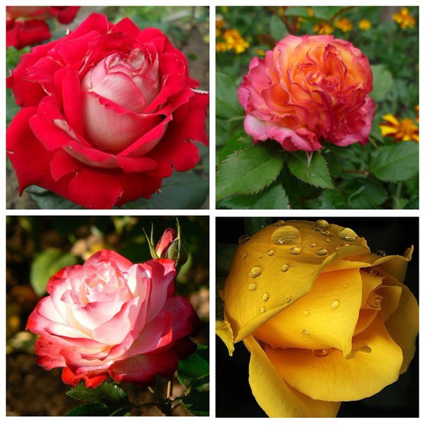 Питомник "Сады Карелии" - розы
